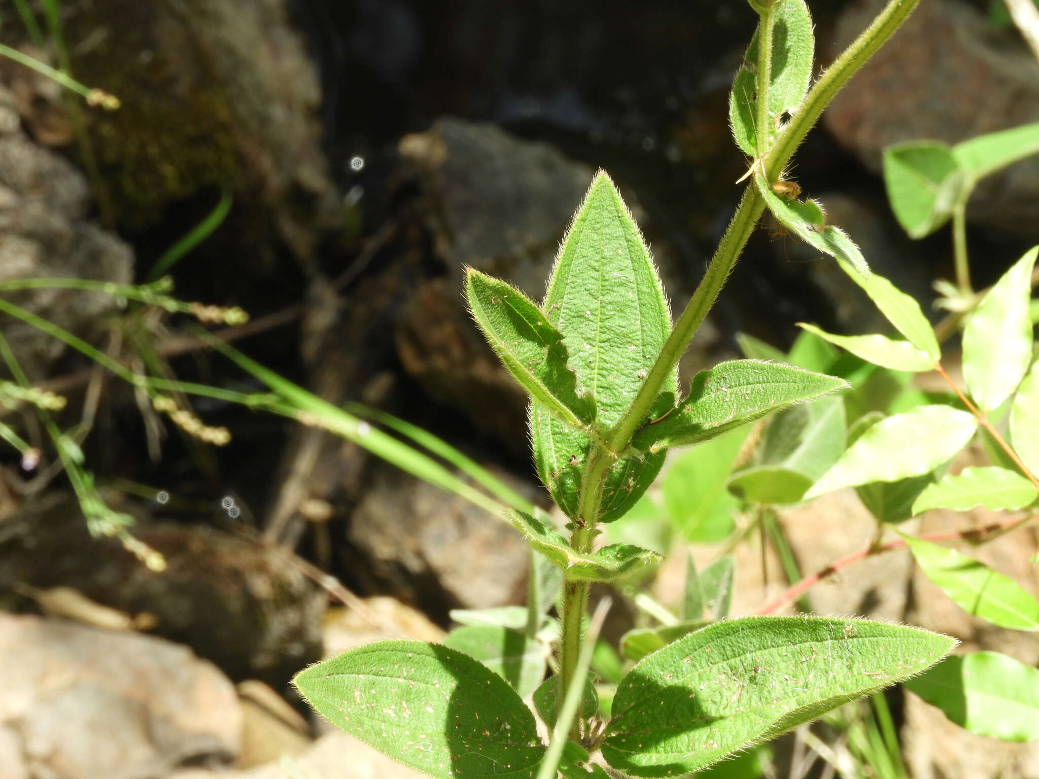 Image de Pleroma gracile (Bonpl.) A. Gray