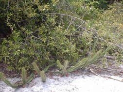 Image of Cereus fernambucensis Lem.