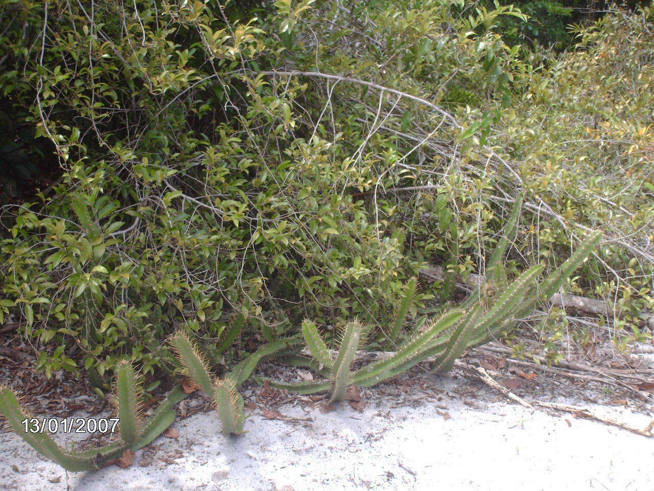 Image de Cereus fernambucensis Lem.