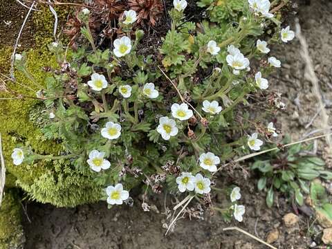 Image of Saxifraga magellanica Poir.