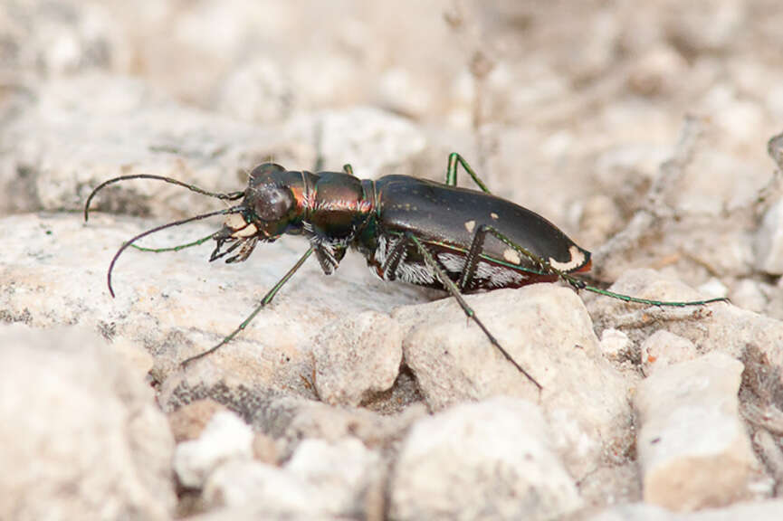 Image of Cicindela (Cicindelidia) cazieri Vogt 1949