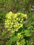 صورة Asclepias viridis Walt.