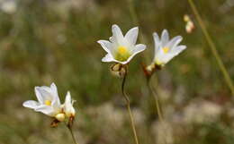 Image of Ixia brunneobractea G. J. Lewis