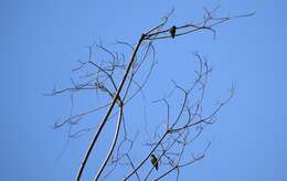 Image of Dusky-billed Parrotlet