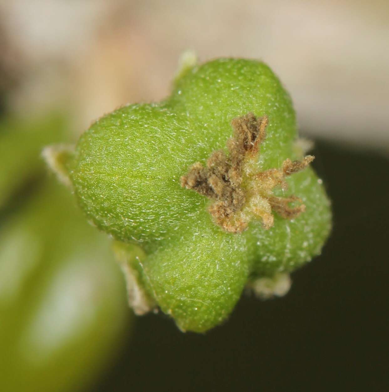 Image of Vasey's wild lime