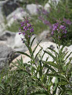 Image of fireweed