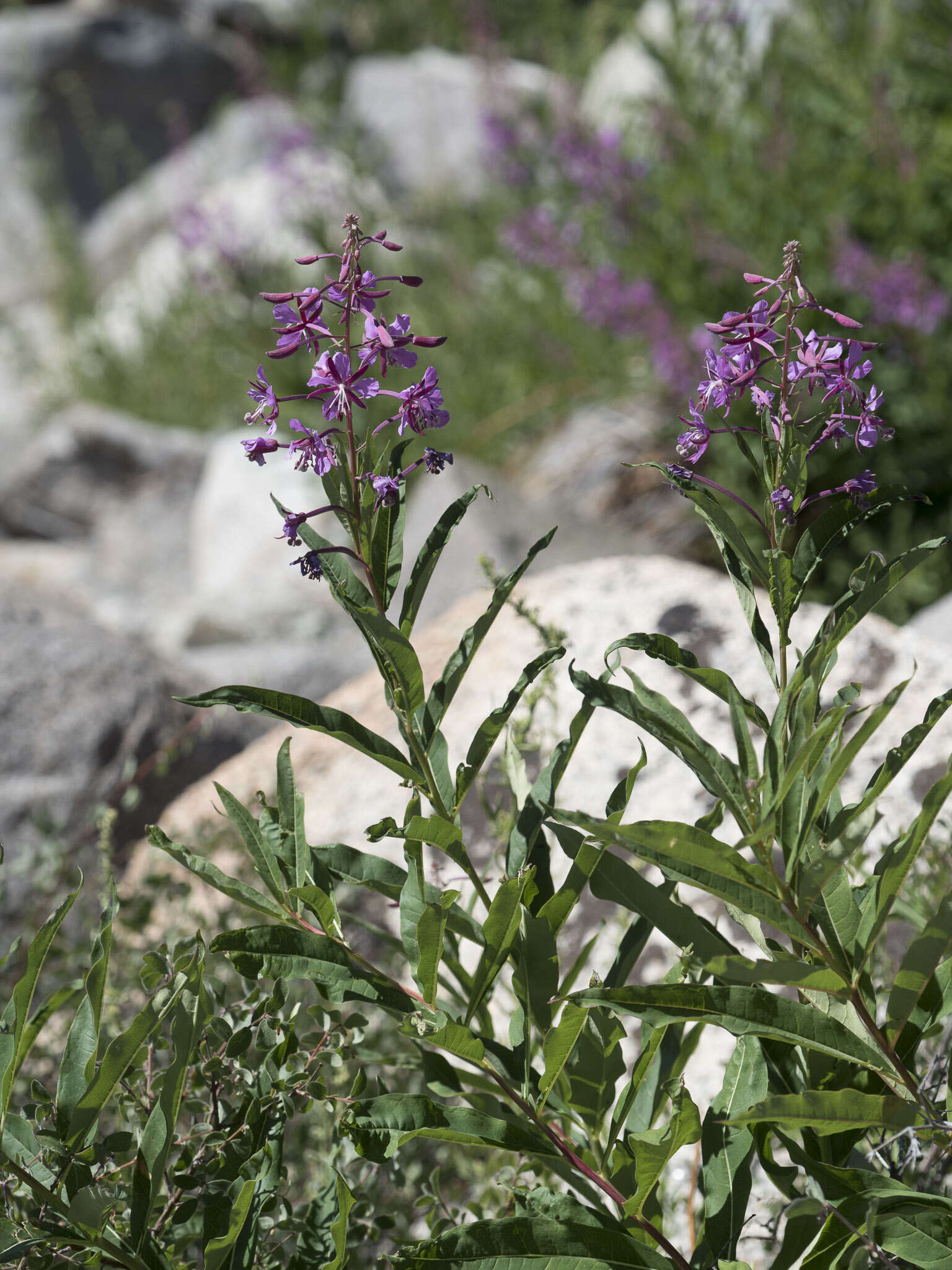 Image of fireweed