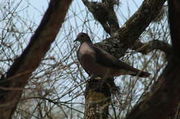 Image of Large-tailed Dove