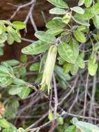 صورة Correa glabra var. leucoclada (Lindl.) Paul G. Wilson