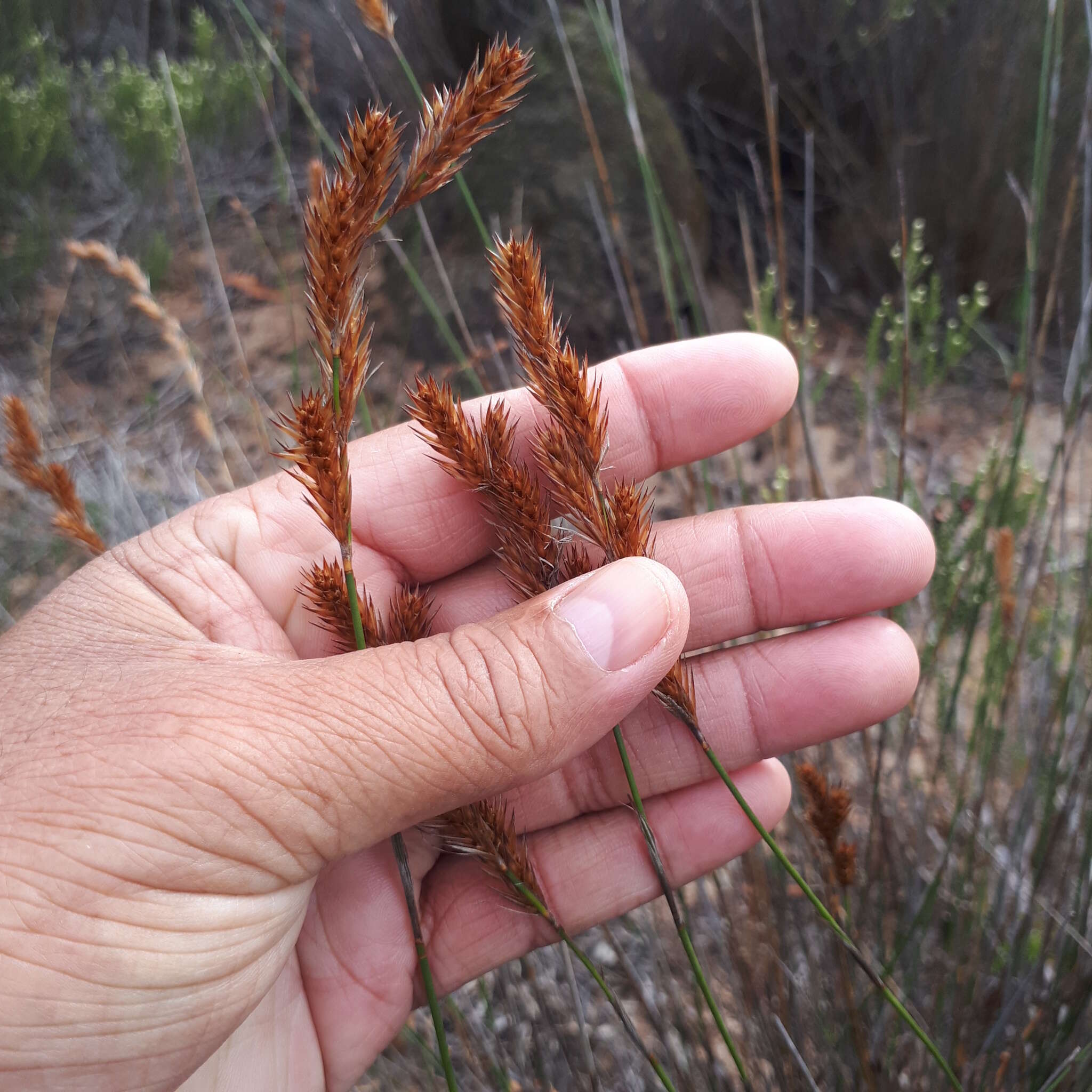 Image of Thamnochortus punctatus Pillans