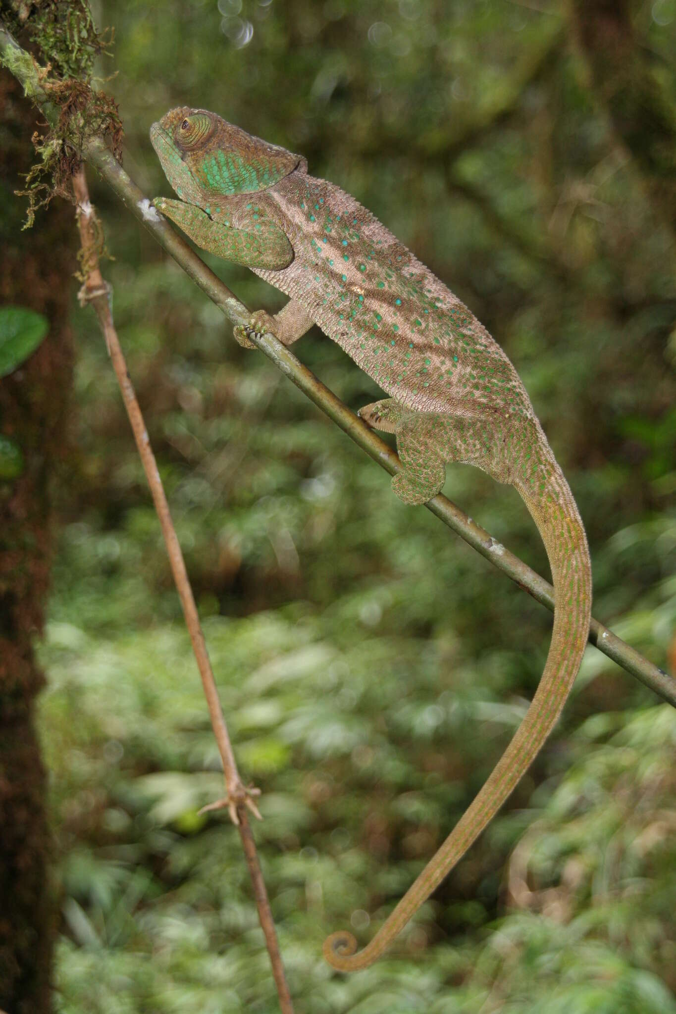 Image of O'Shaughnessy's Chameleon