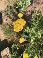 Imagem de Achillea filipendulina Lam.