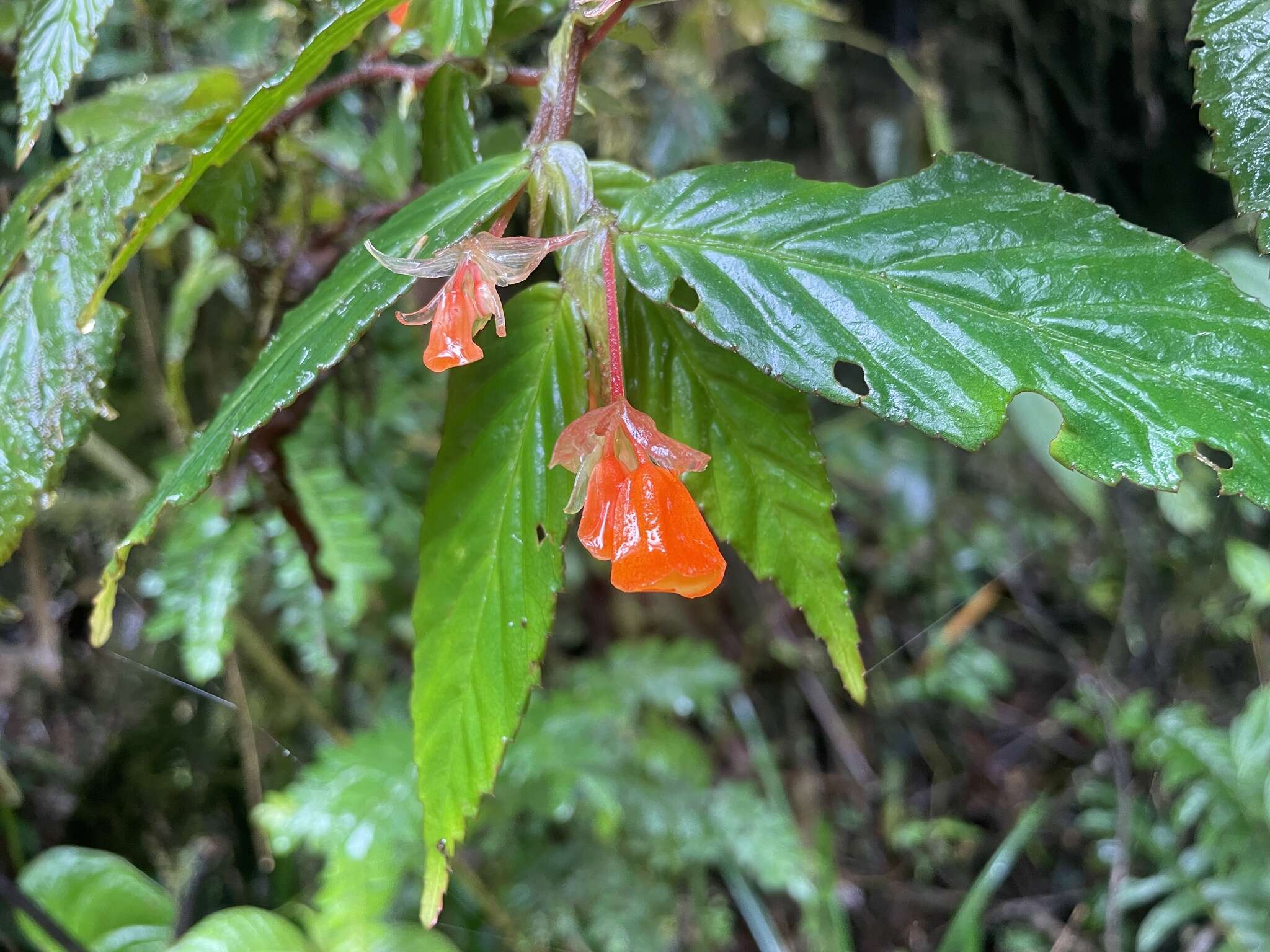 Слика од Begonia silverstonei Jara