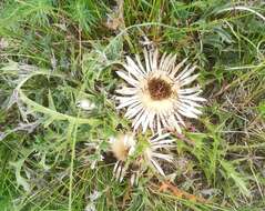 Plancia ëd Carlina acaulis subsp. acaulis