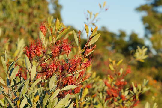 Imagem de Grevillea decora Domin