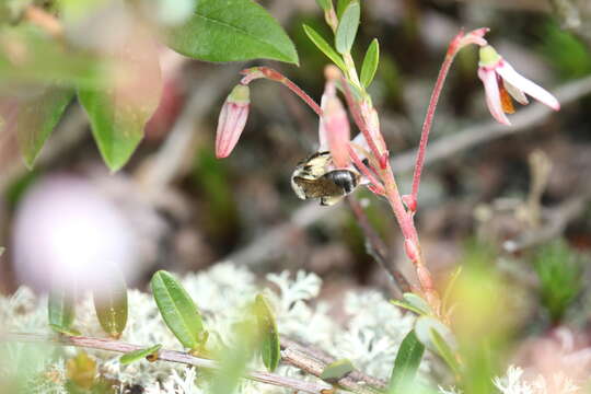 Imagem de Andrena carolina Viereck 1909