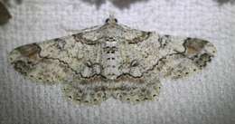 Cleora illustraria Walker 1863的图像