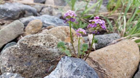 Imagem de Cardamine purpurea Cham. & Schltdl.