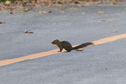 Image of Asian Red-cheeked Squirrel