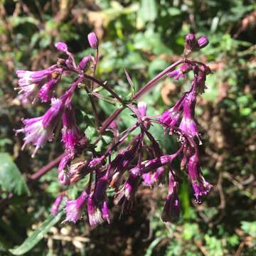 Image of Senecio callosus Sch. Bip.