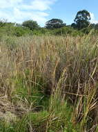 Image of Bulrush