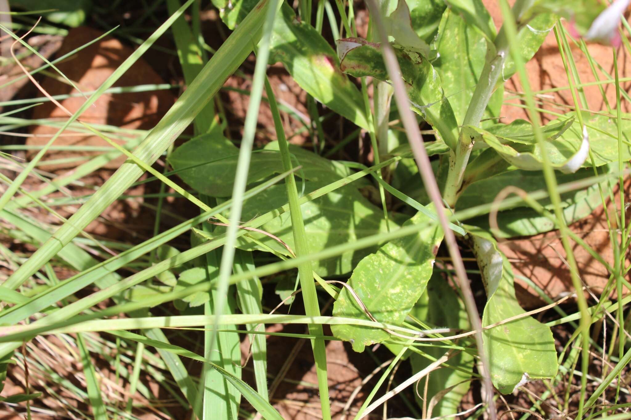 Image of Macledium zeyheri (Sond.) S. Ortiz