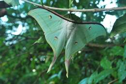 Image of Indian Luna Moth