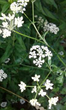 Plancia ëd Torilis japonica (Houtt.) DC.