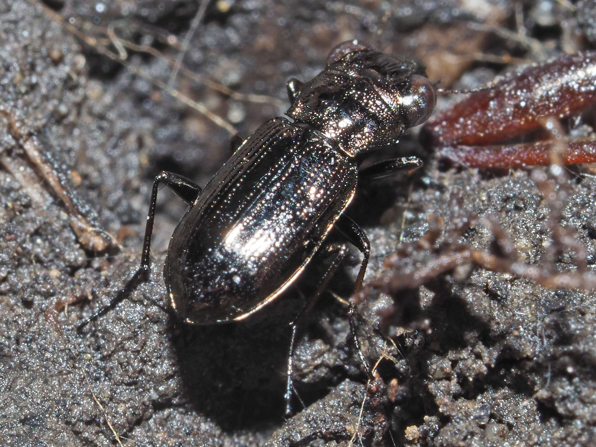 Image of Rough-necked Springtail-stalker