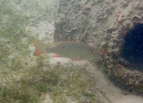 Image of Mutton Snapper