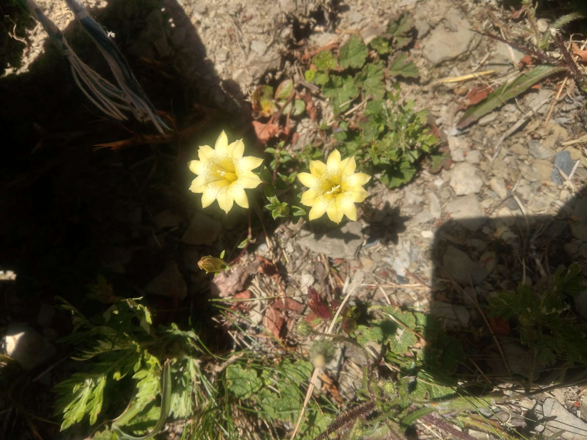 Image of Gentiana scabrida Hayata