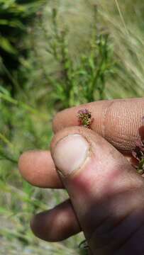 صورة Lepidium africanum (Burm. fil.) DC.