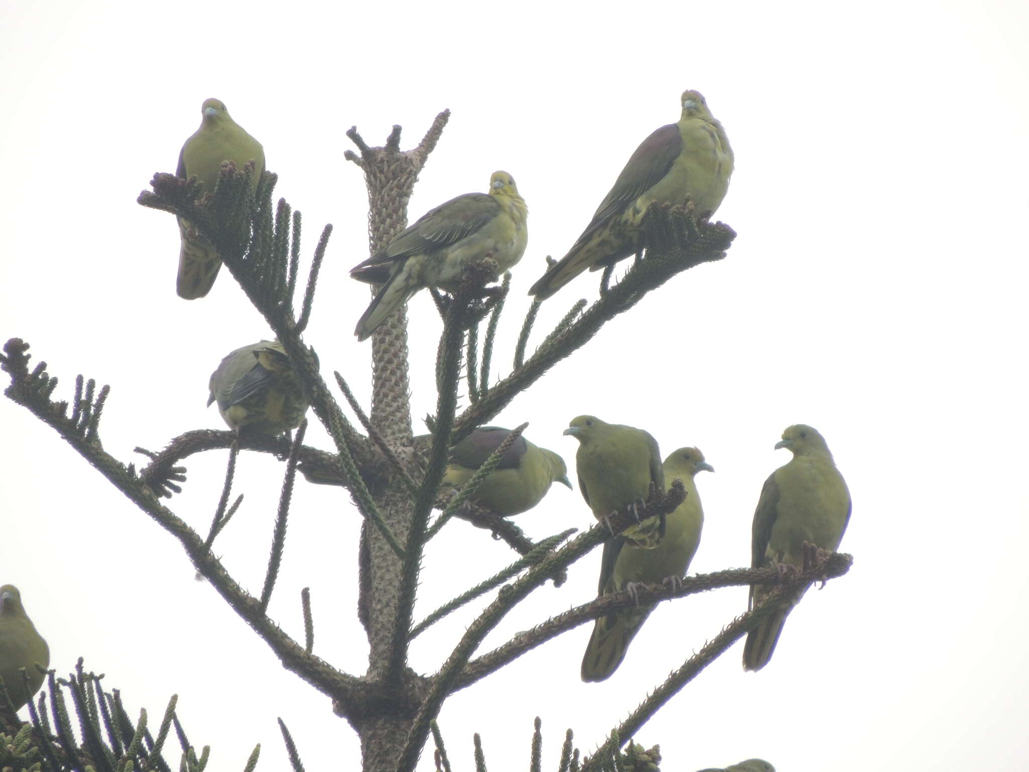 Image of Taiwan Green-pigeon