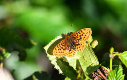 Image of Western Meadow Fritillary