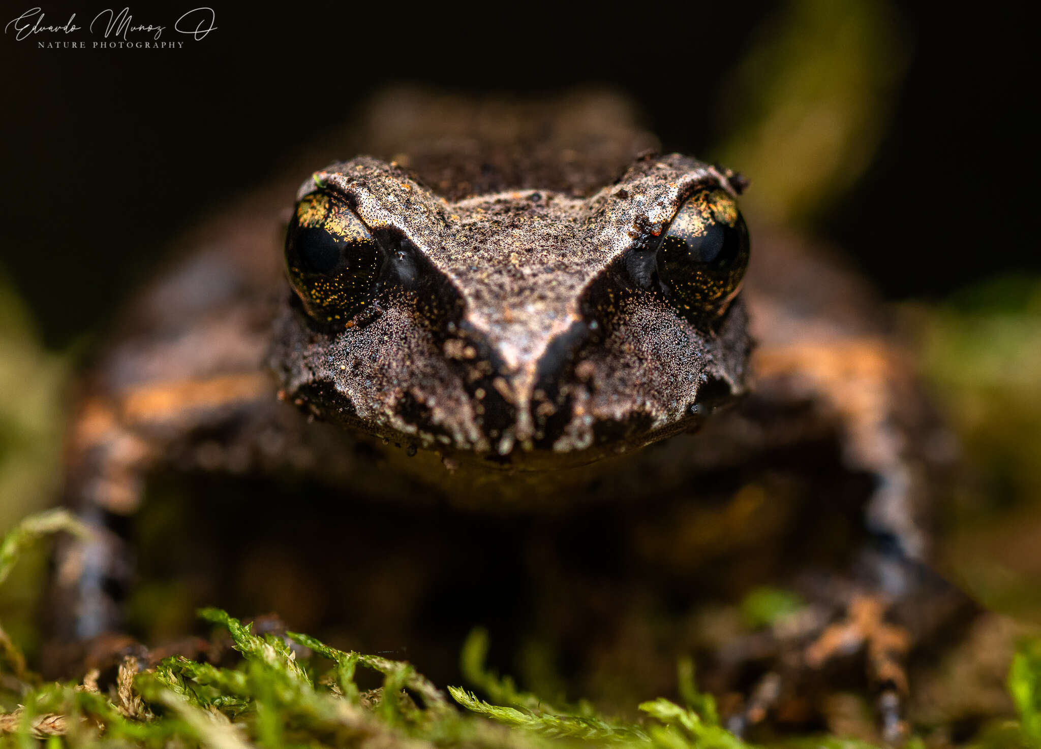 Image of Alsodes cantillanensis Charrier, Correa-Quezada, Castro & Méndez-Torres 2015