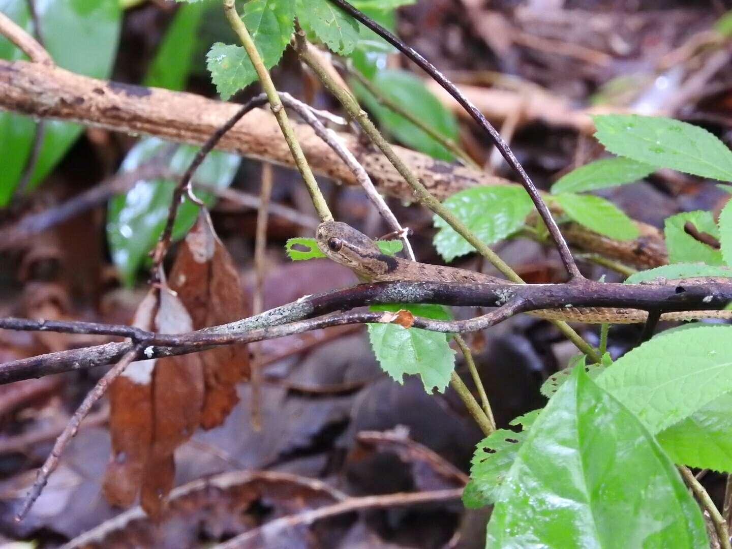 Imagem de Pareas carinatus (H. Boie 1828)