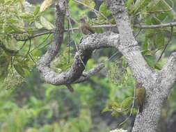 Image of Green-backed Woodpecker