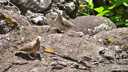 Imagem de Columbina minuta (Linnaeus 1766)