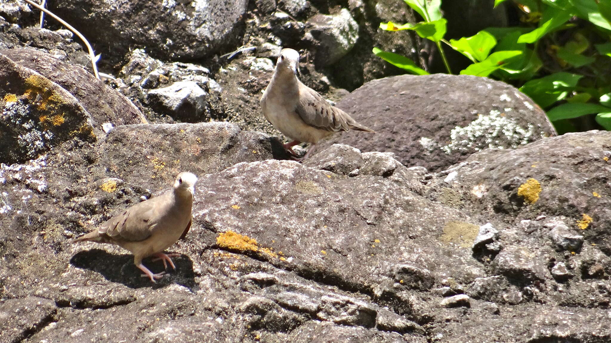 صورة Columbina minuta (Linnaeus 1766)