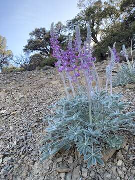 Image of Panamint Mountain lupine