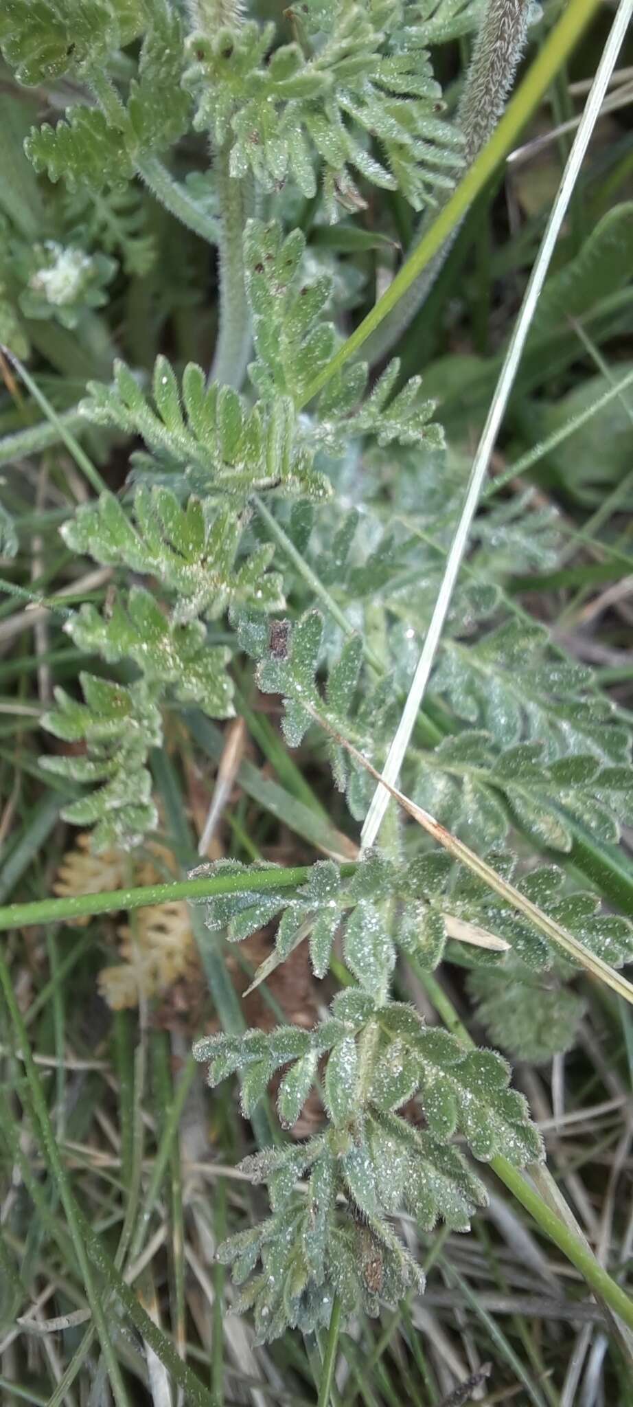 Слика од Chaerophyllum eriopodum (DC.) K. F. Chung