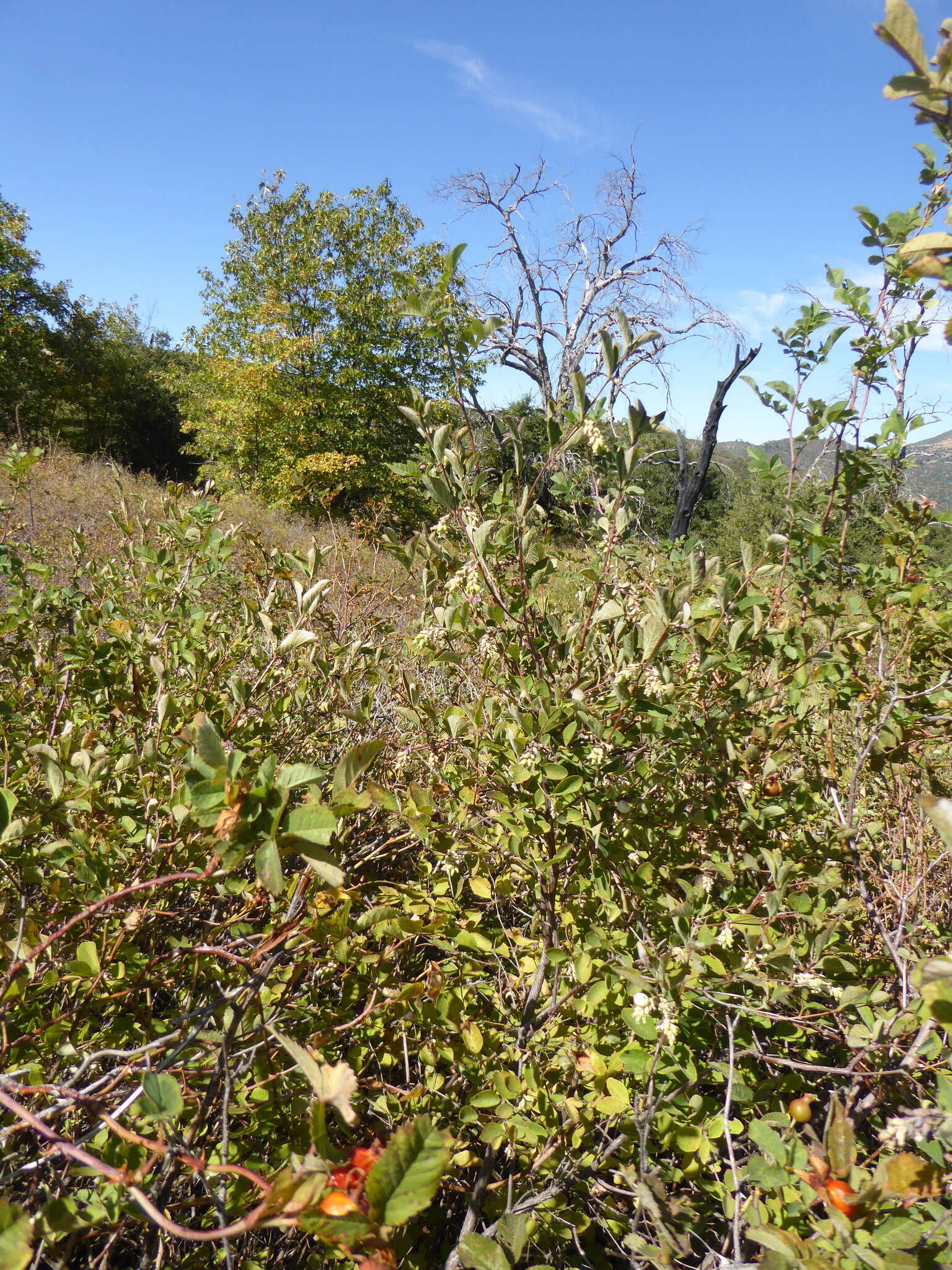 Image of common snowberry