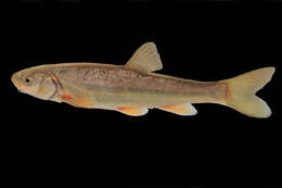 Image of Rio Grande Chub