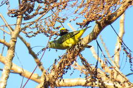 Image of scrub euphonia