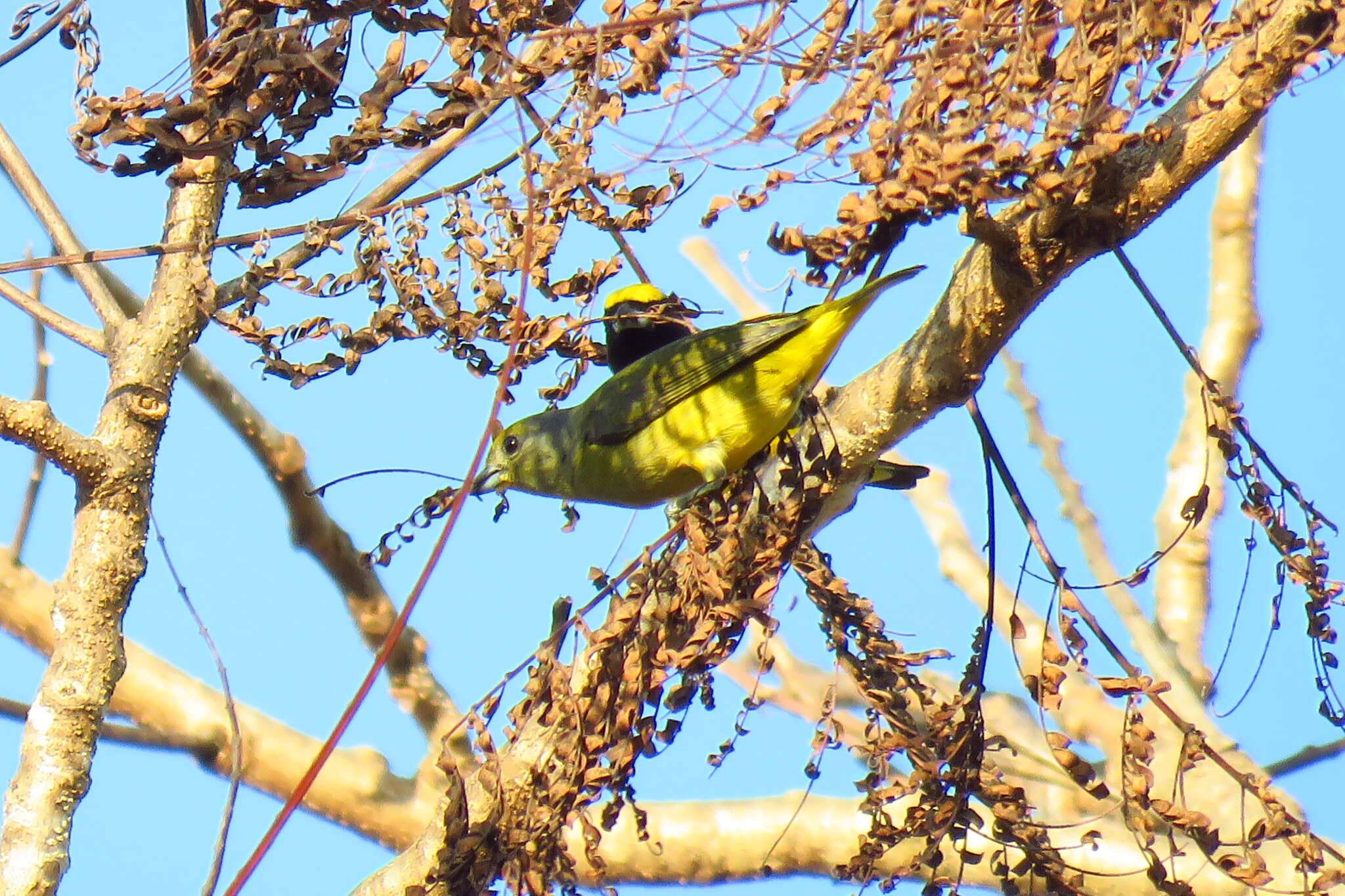 Image of scrub euphonia