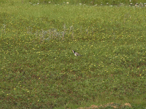 Image of Long-toed Lapwing