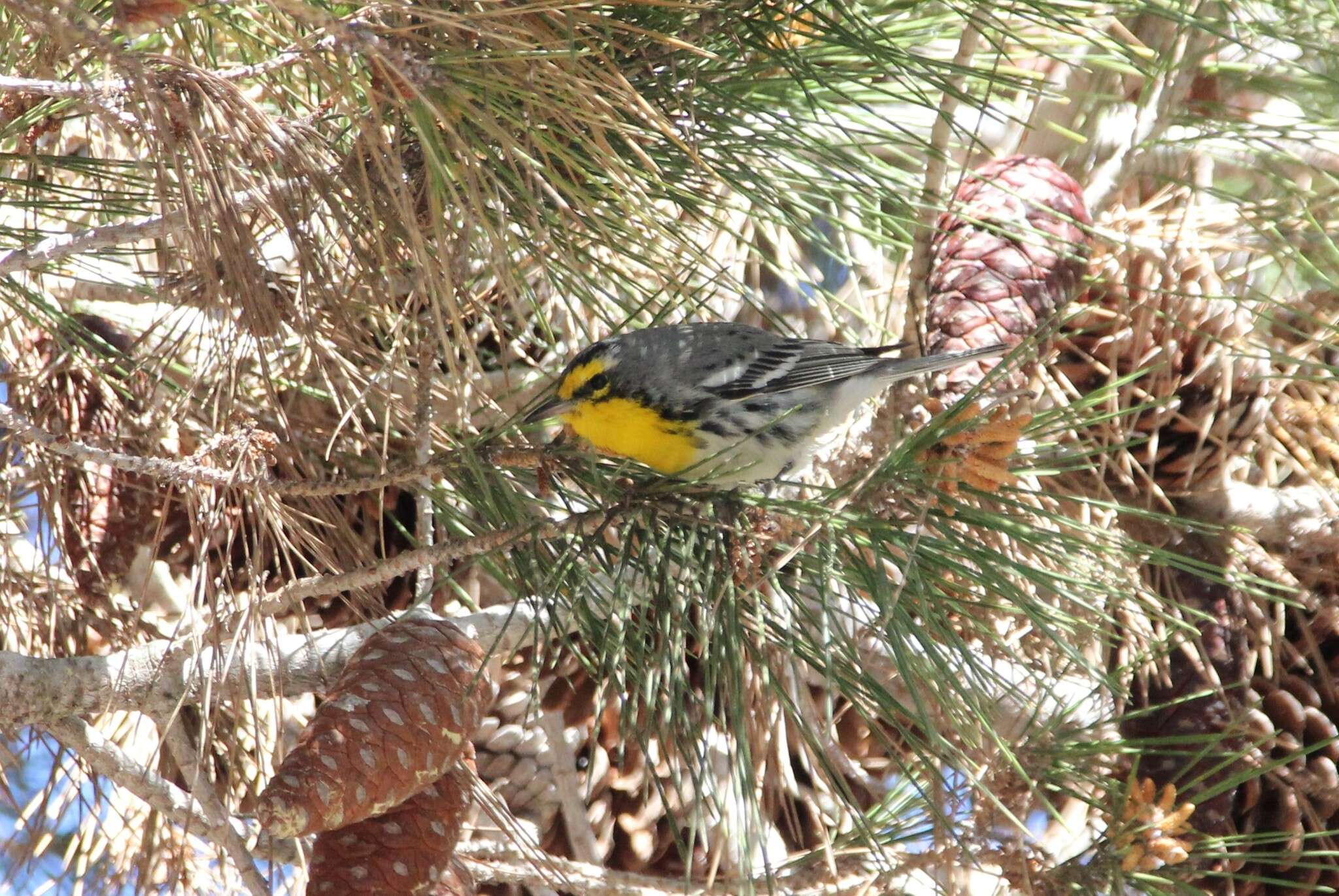 Image of Grace's Warbler