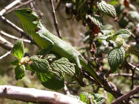 Image of Black-cheek lizard