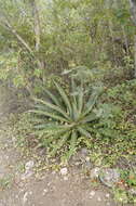 Image of Agave ghiesbreghtii Verschaff.