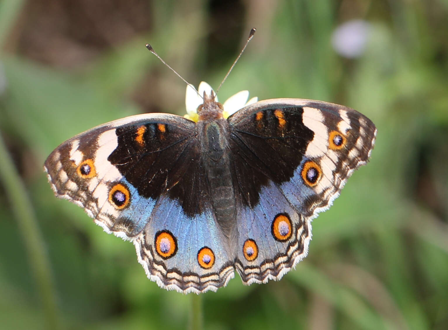 Image of Junonia orithya swinhoei Butler 1885